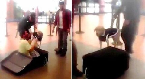 فيديو مسافر خبأ نفسه داخل حقيبة سفر