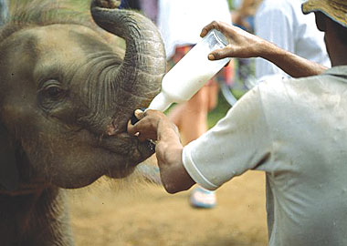 دار ايتام الفيل في سيريلانكا