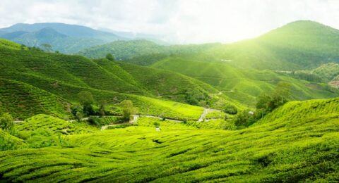 مرتفعات الكاميرون في ماليزيا الجنة الخضراء التي تستحق الزيارة