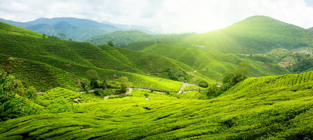 مرتفعات الكاميرون في ماليزيا الجنة الخضراء التي تستحق الزيارة 
