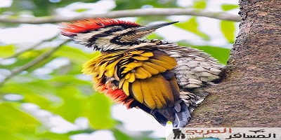 لمحبي الطيور تقرير مصور لأجمل اماكن للطيور النادرة حول العالم