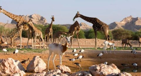 حديقة حيوان الإمارات تقدم عروضاً خاصة وحصرية يوم الثلاثاء من كل أسبوع.. تعرفوا عليها!