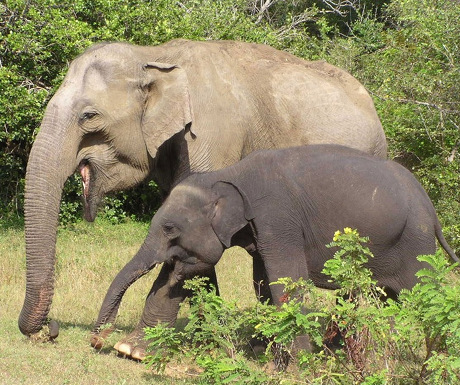 أفضل الأماكن لاكتشاف الحياة البرية في سريلانكا 